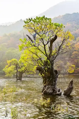주산지